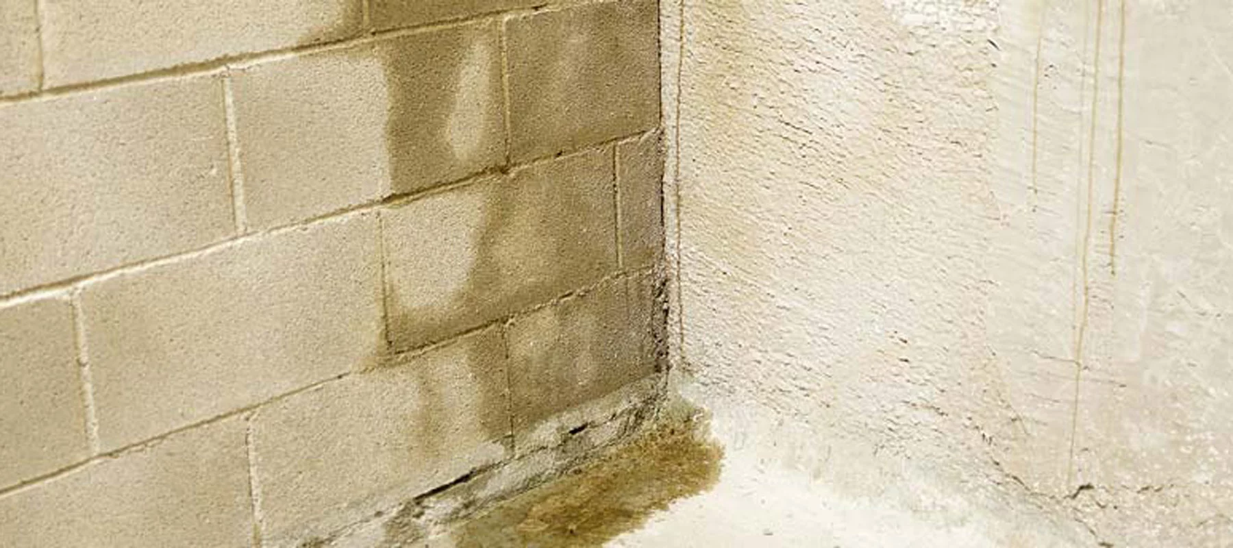 Signs of Black Mold Growth